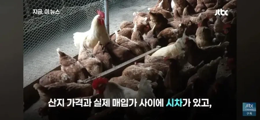 치킨 가격 내리는데 주저하는 업계 속사정이라는데 - 이미지 8
