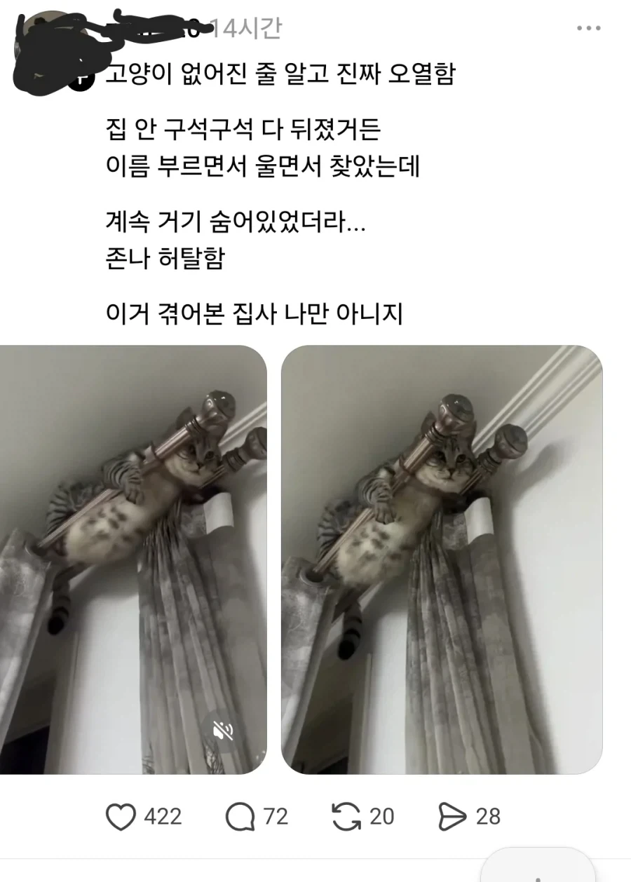 고양이 잃어버린 줄 알고 오열함