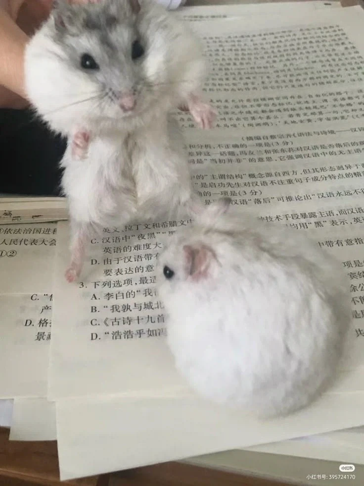 햄스털