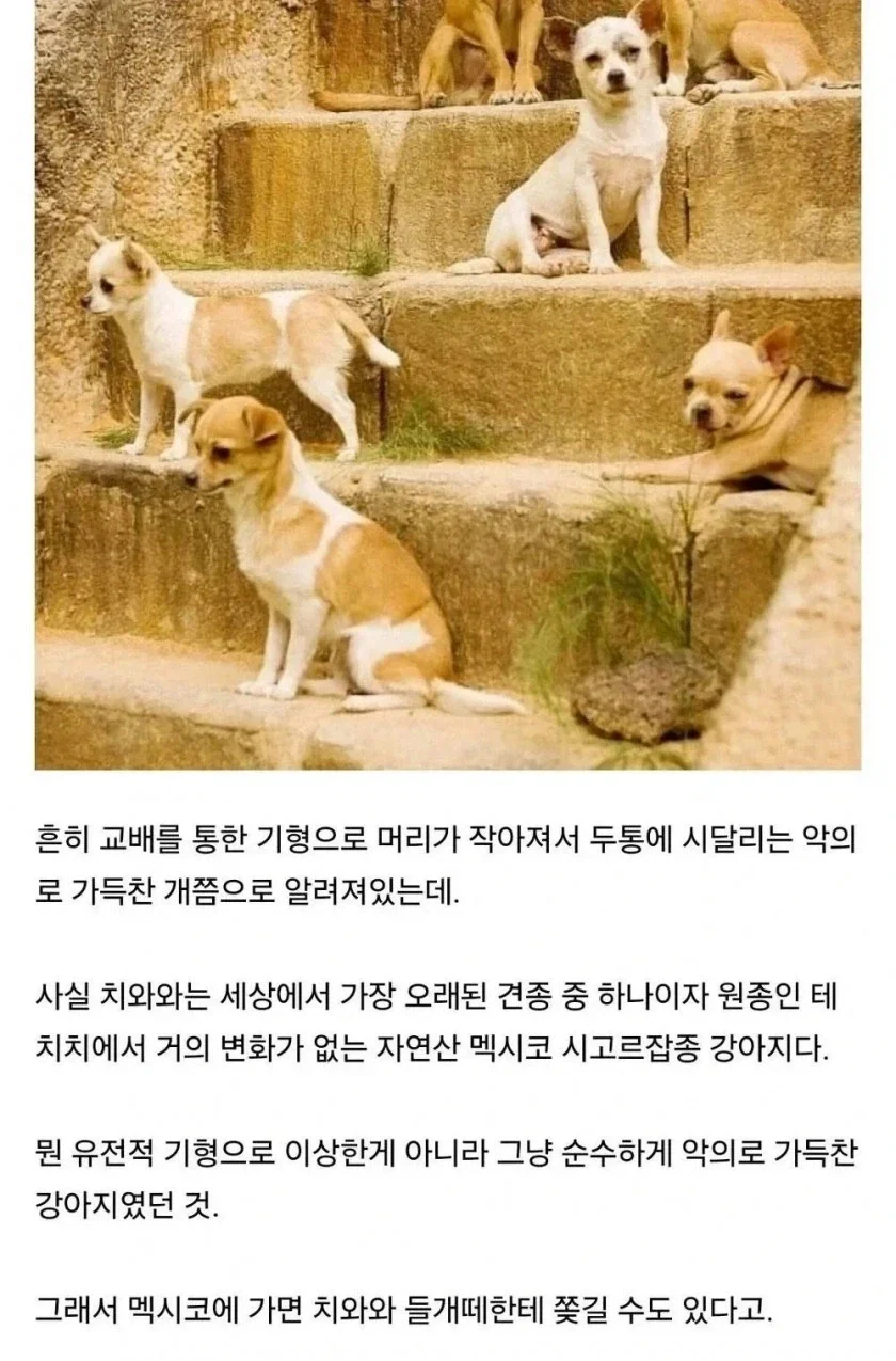 의외로 인간이 교배시켜 만든게 아닌 개 품종