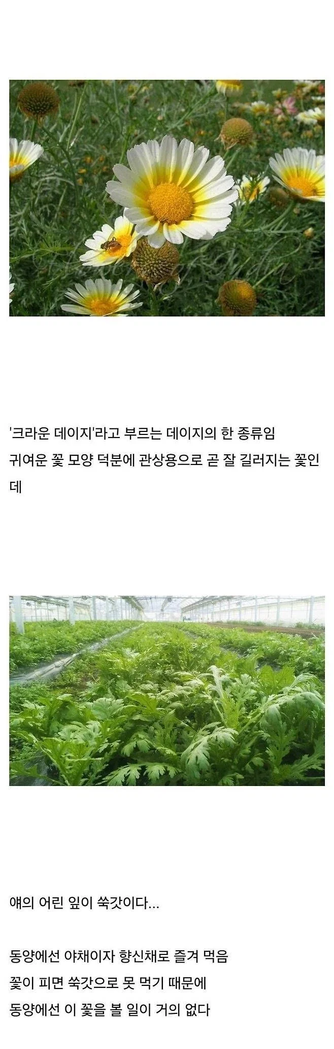 의외로 동양권에서 보기 어렵다는 꽃