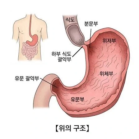 마시고 나면 속이 제일 편안한 술은? - 이미지 2