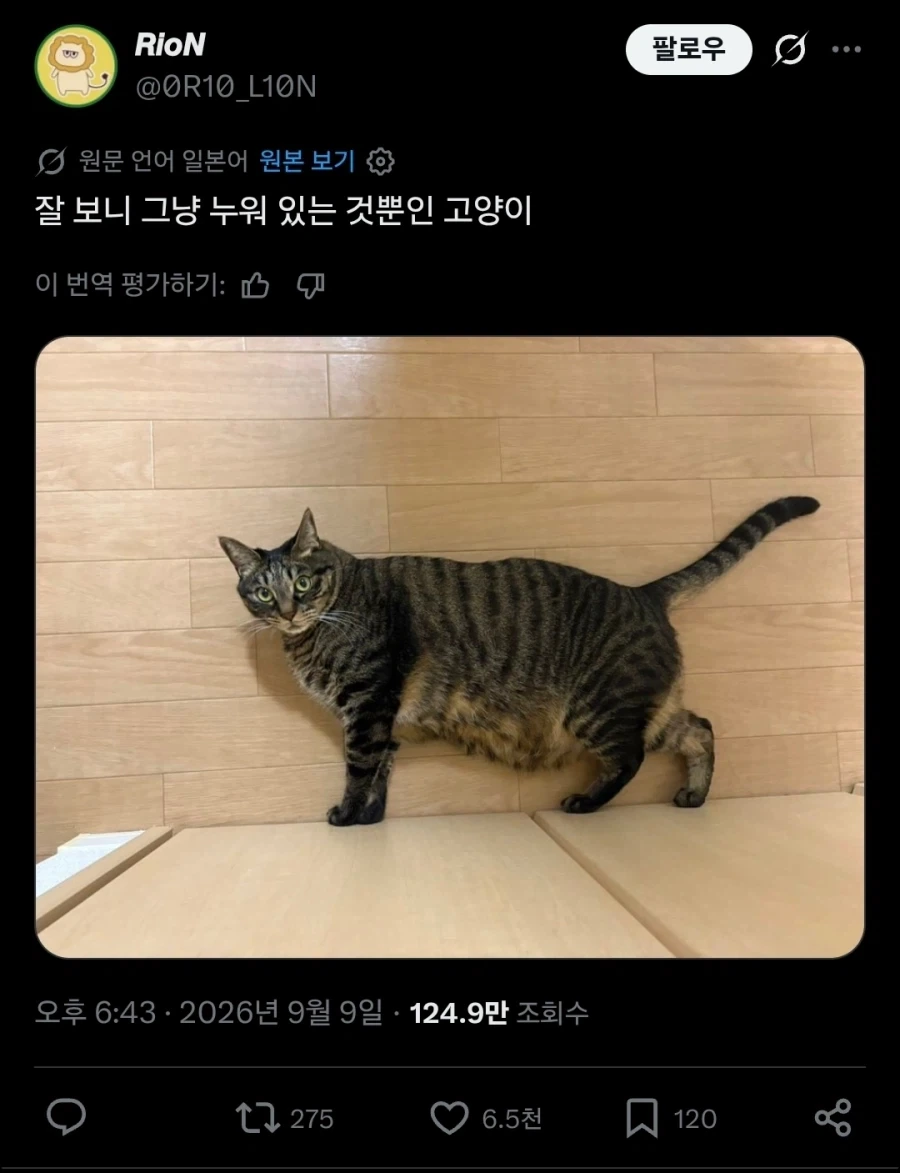잘 보면 그냥 누워있을 뿐인 고양이.twit