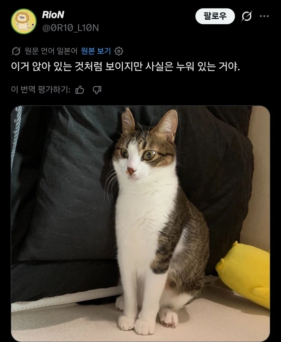 잘 보면 그냥 누워있을 뿐인 고양이.twit - 이미지 2