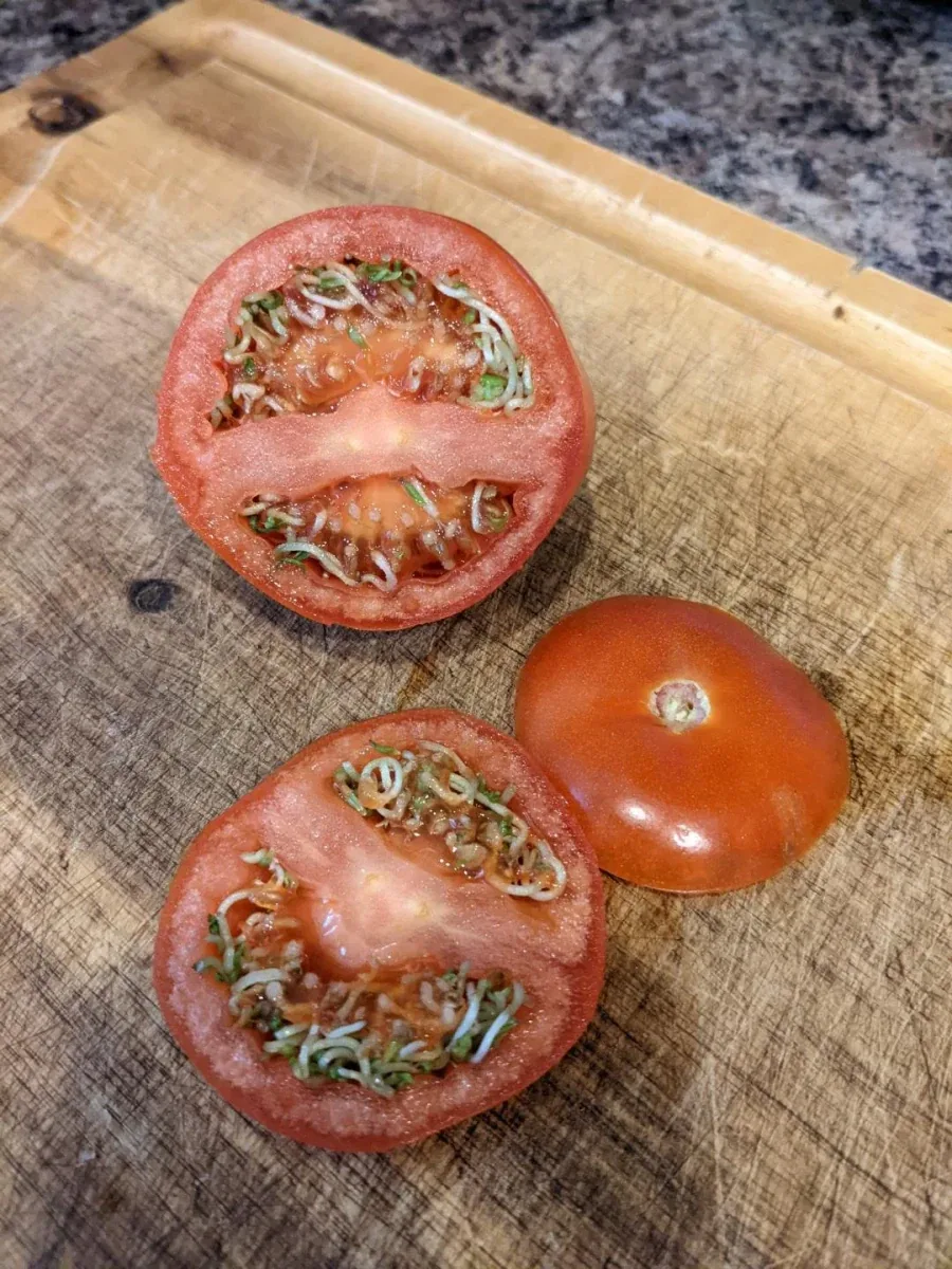 약혐/벌레아님) 토마토를 잘랐더니 보인 것