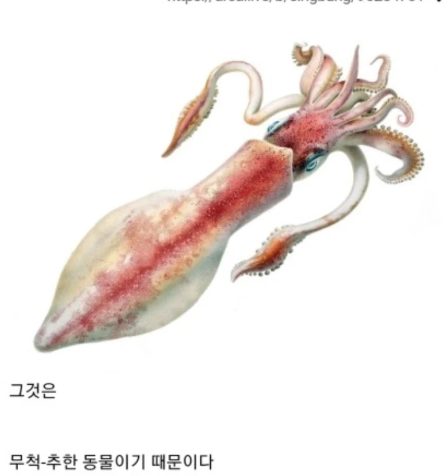 못생긴걸 오징어에 비유하는이유