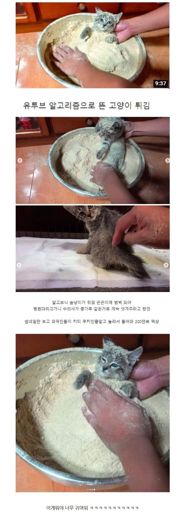 유튜브 알고리즘에 뜬 고양이 튀김
