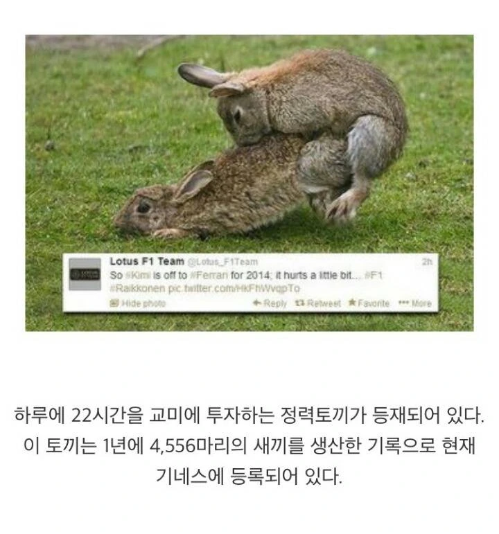 다시는 토끼를 무시하지 마라.jpg - 이미지 2