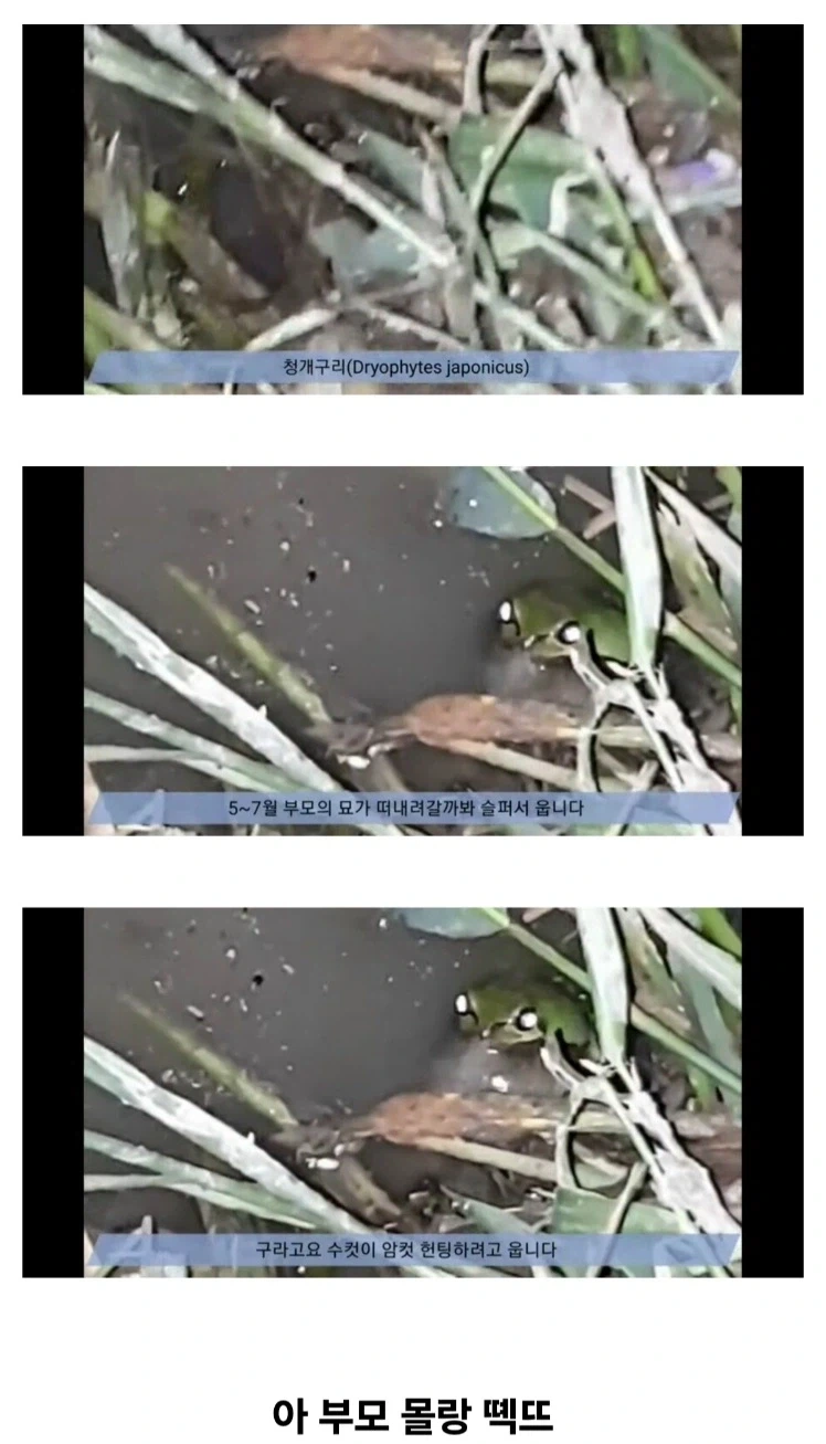 개구리가 5~7월만 되면 구슬피 우는 이유.jpg