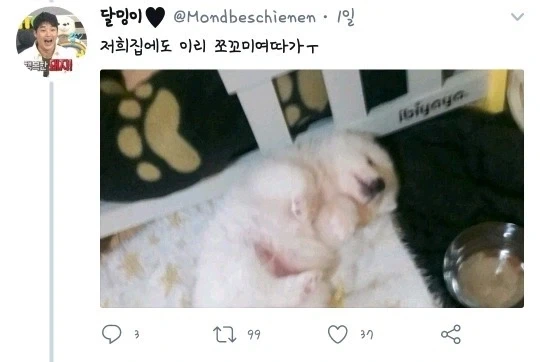 역변해버린 멍멍이.jpg