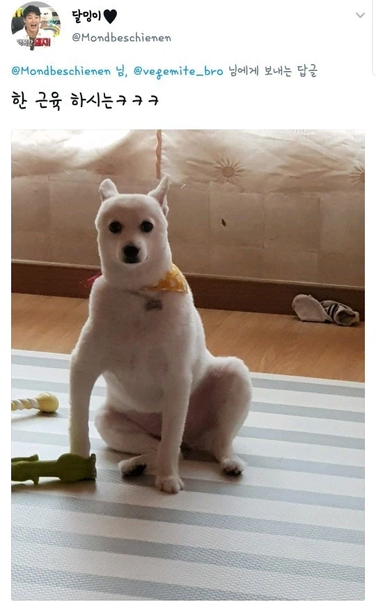 역변해버린 멍멍이.jpg - 이미지 2