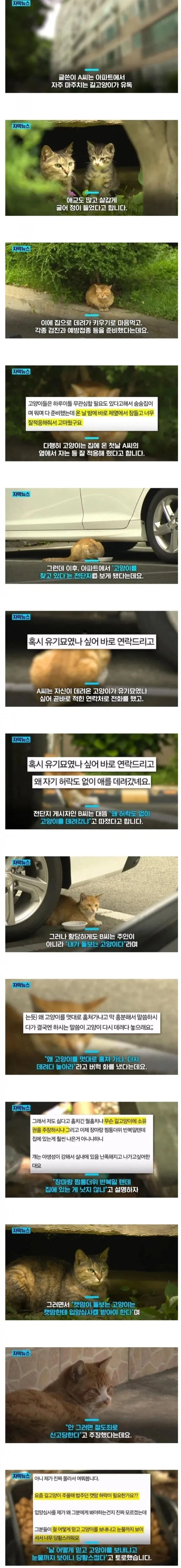 길고양이를 입양했더니 일어난 일