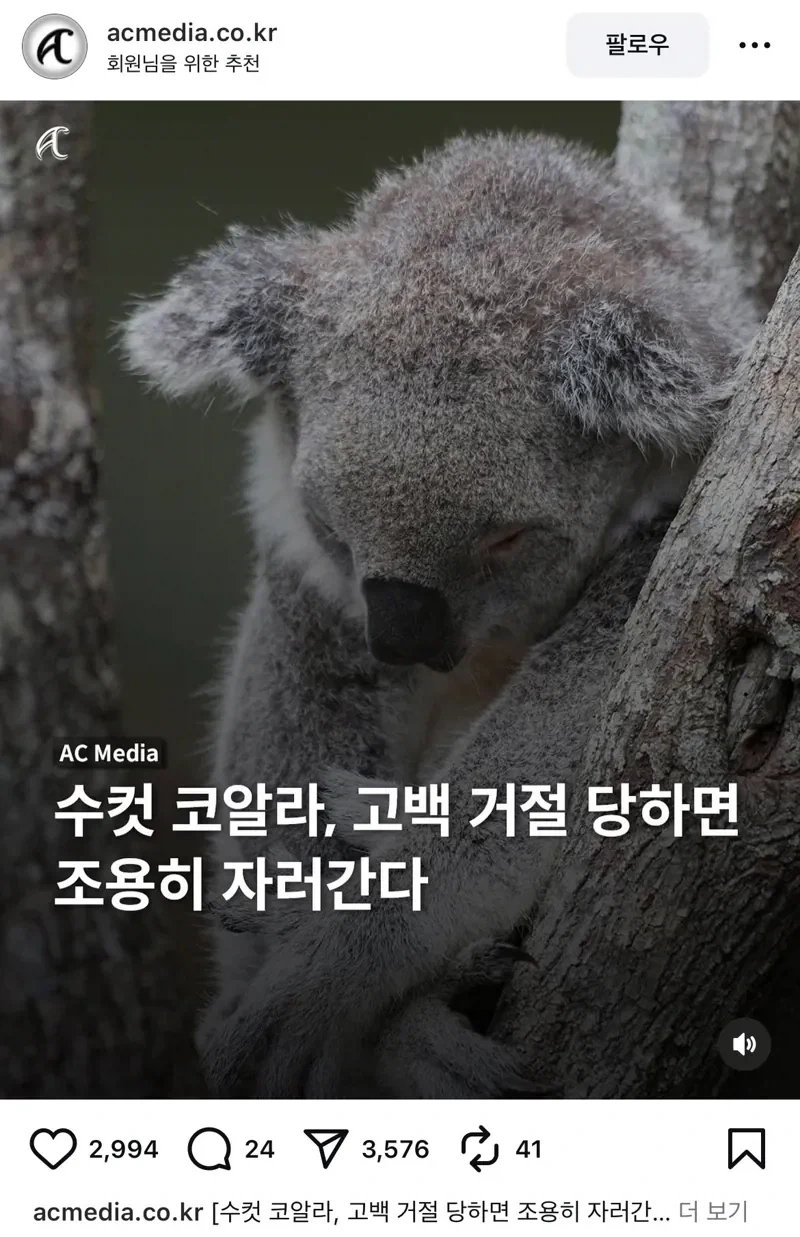 수컷 코알라가 암컷에게 차이면 하는 행동
