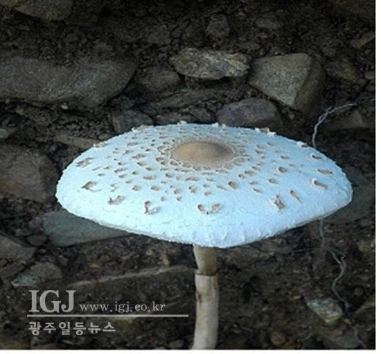 야생버섯을 먹으면 안되는 이유 - 이미지 2