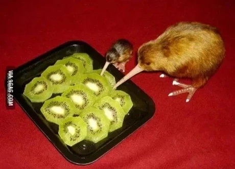살해당한 동족을 보는 중