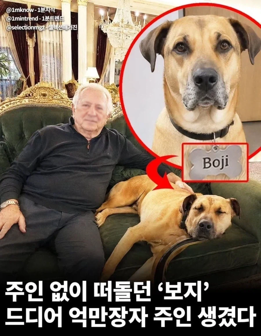 주인없이 떠돌던 ＇보지＇ 드디어 주인님이 생김 - 이미지 2