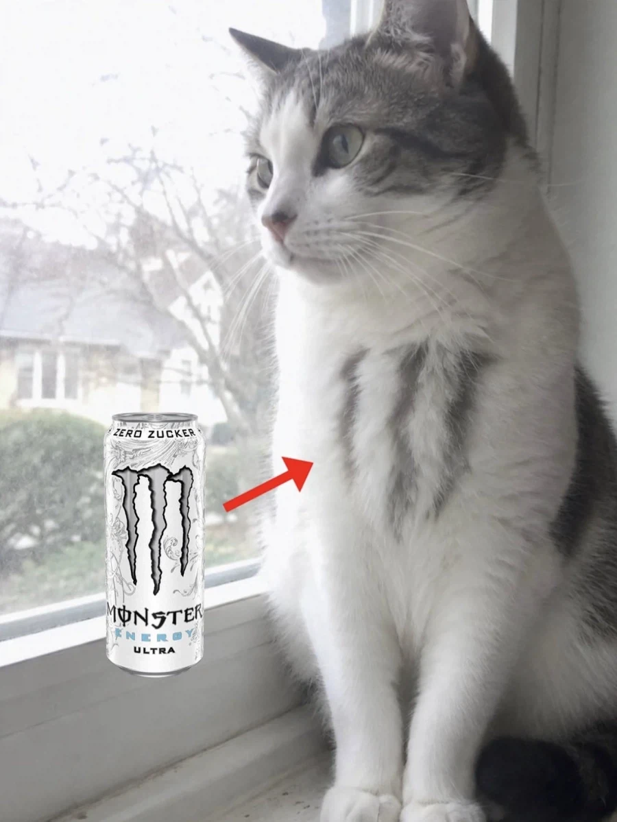 몬스터 냥이