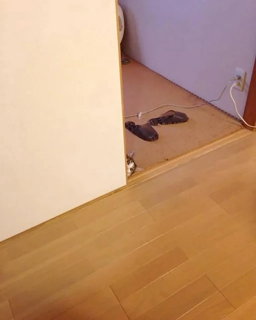결혼하면서 신랑이 데려온 고양이 - 이미지 4