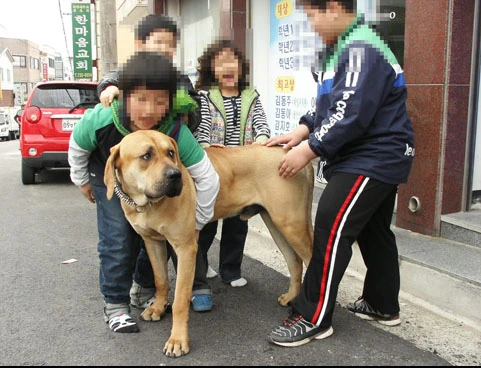 약혐) 초등학생이 도사견 습격