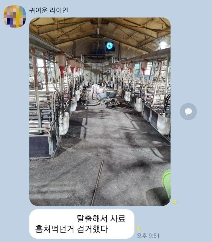 사료 몰래 먹다 들킨 돼지 표정.....JPG