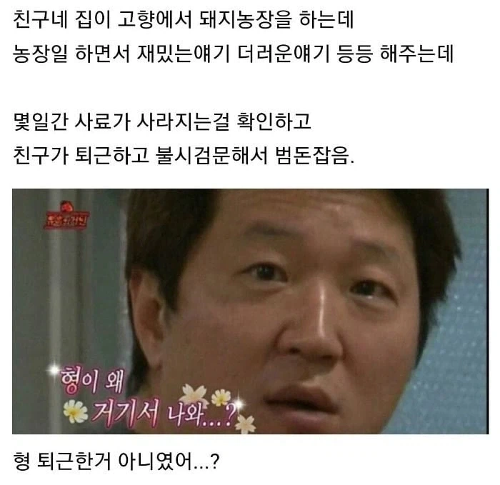 사료 몰래 먹다 들킨 돼지 표정.....JPG - 이미지 3