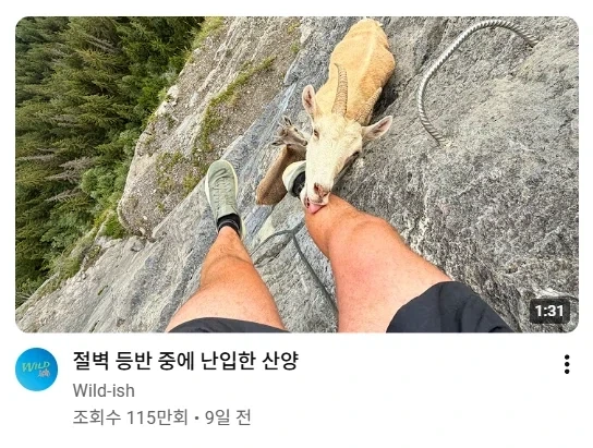 절벽 등반 중에 난입한
