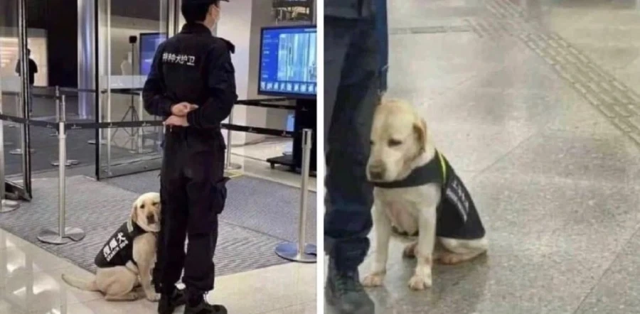 출근한 공항의 ㅁㅇ탐지견