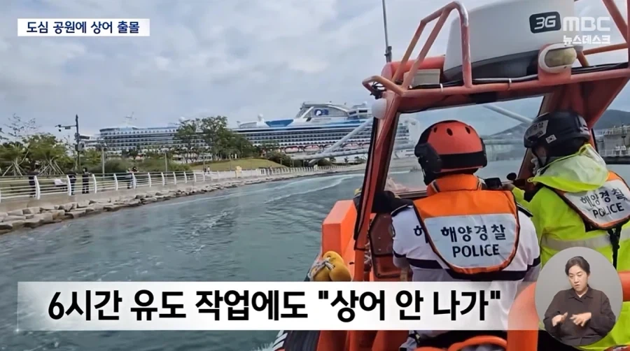 걍 상어 좀 살라 그래라