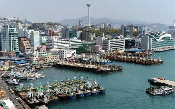 부산 사람인데 상어 흔하게 보임