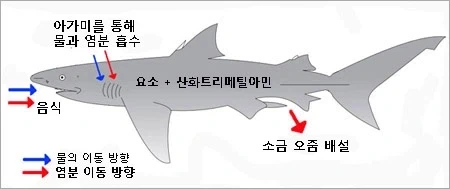 상어 큐브화 해체음미 - 이미지 4