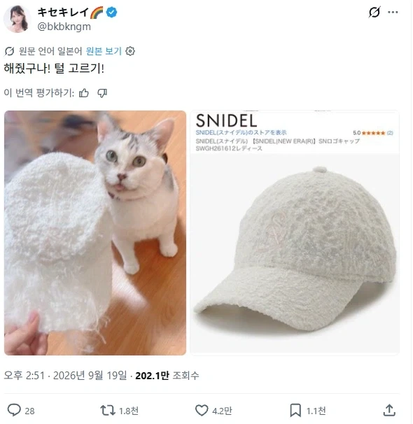 쓸데없는 짓 하고 자랑스러워하는 고양이