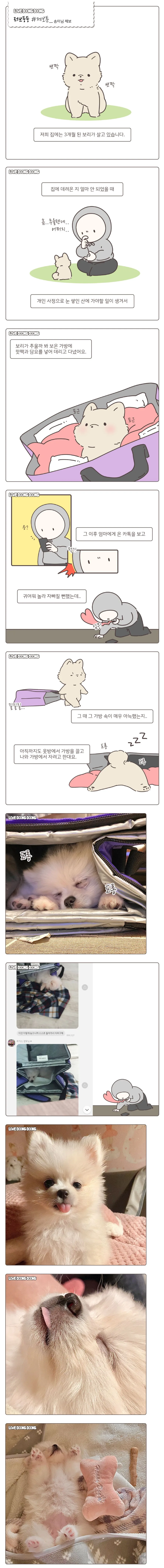 가방 속이 자기집인 줄 아는 댕댕이.manhwa