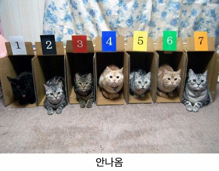 고양이 경주가 없는 이유.jpg