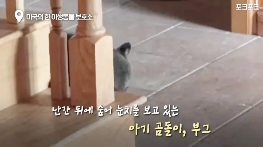 아기 사슴을 처음 본 아기 불곰의 흑역사.jpg