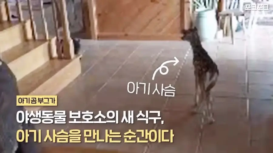 아기 사슴을 처음 본 아기 불곰의 흑역사.jpg - 이미지 2