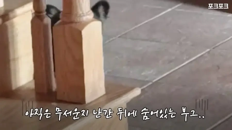 아기 사슴을 처음 본 아기 불곰의 흑역사.jpg - 이미지 3