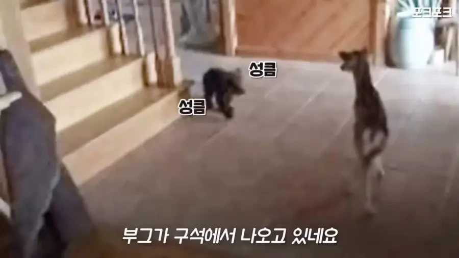 아기 사슴을 처음 본 아기 불곰의 흑역사.jpg - 이미지 4