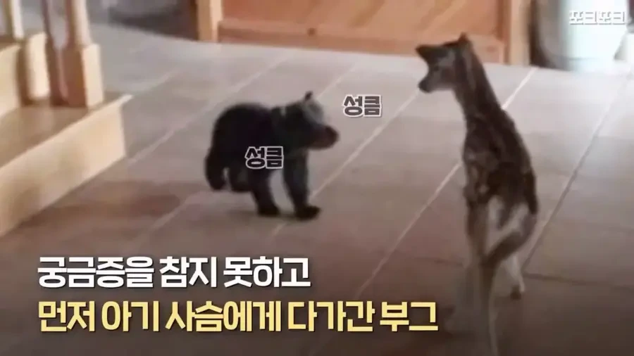 아기 사슴을 처음 본 아기 불곰의 흑역사.jpg - 이미지 5