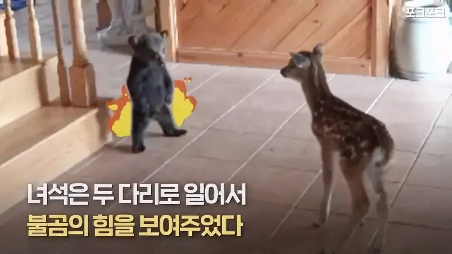 아기 사슴을 처음 본 아기 불곰의 흑역사.jpg - 이미지 7
