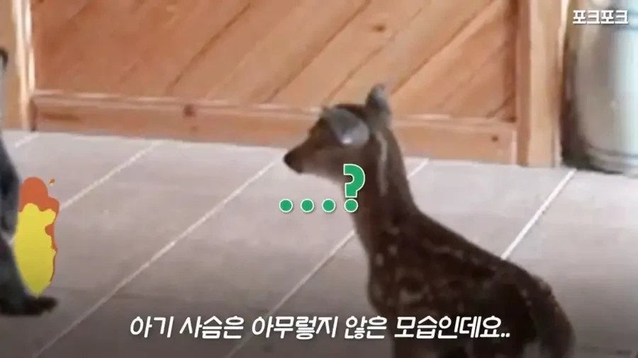 아기 사슴을 처음 본 아기 불곰의 흑역사.jpg - 이미지 8