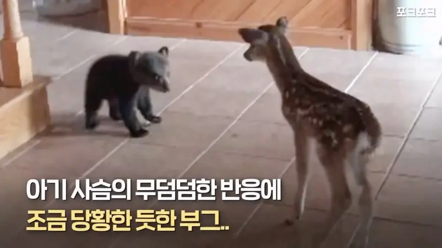 아기 사슴을 처음 본 아기 불곰의 흑역사.jpg - 이미지 9