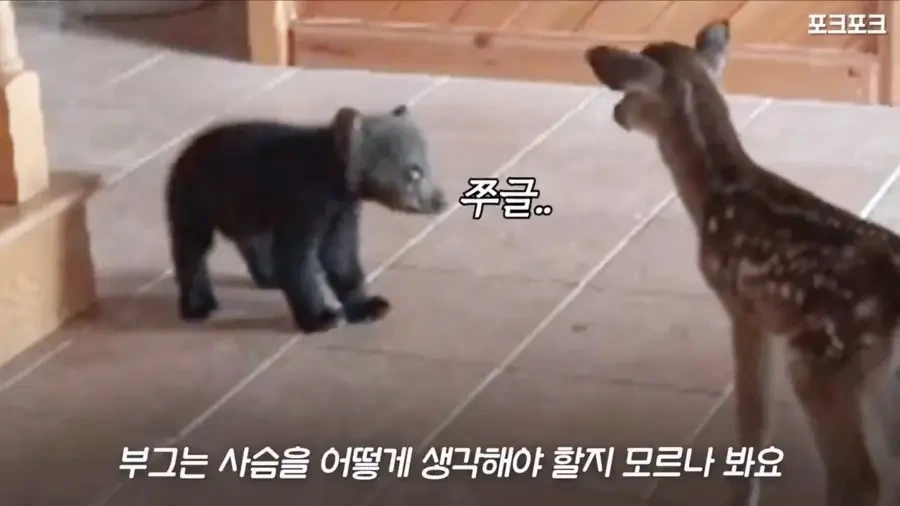 아기 사슴을 처음 본 아기 불곰의 흑역사.jpg - 이미지 10