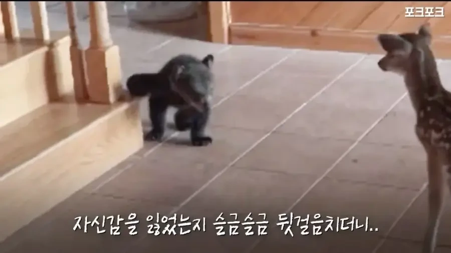 아기 사슴을 처음 본 아기 불곰의 흑역사.jpg - 이미지 11