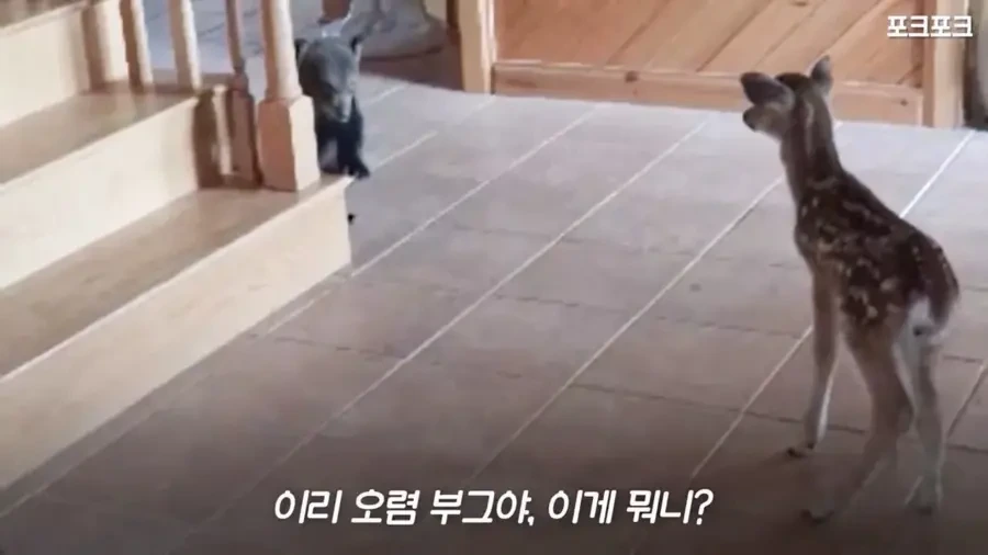 아기 사슴을 처음 본 아기 불곰의 흑역사.jpg - 이미지 12