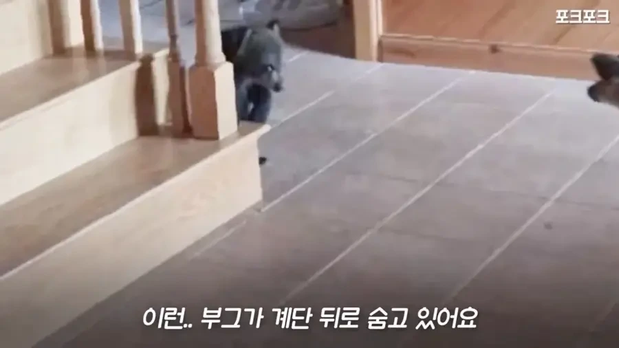 아기 사슴을 처음 본 아기 불곰의 흑역사.jpg - 이미지 13