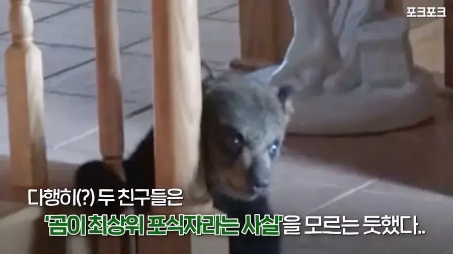아기 사슴을 처음 본 아기 불곰의 흑역사.jpg - 이미지 14