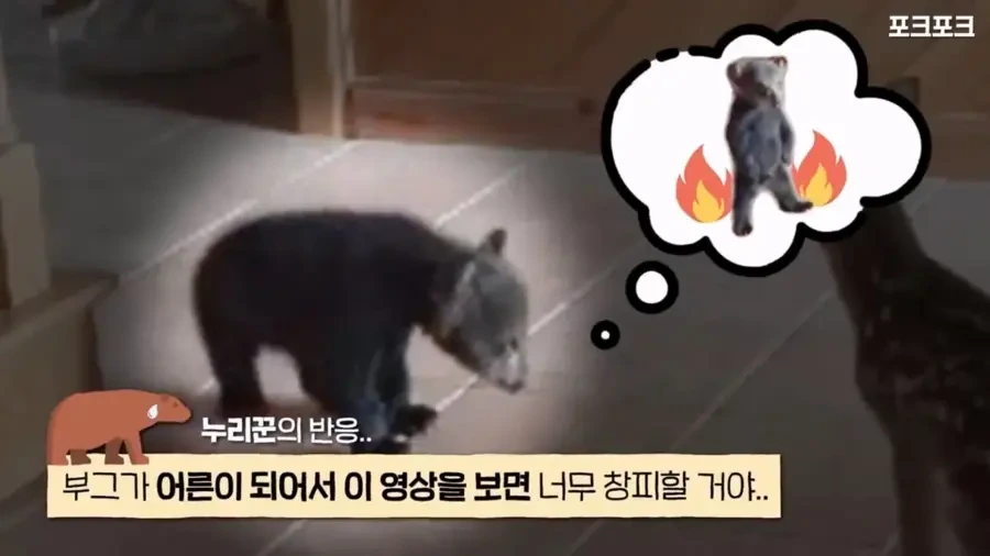 아기 사슴을 처음 본 아기 불곰의 흑역사.jpg - 이미지 15