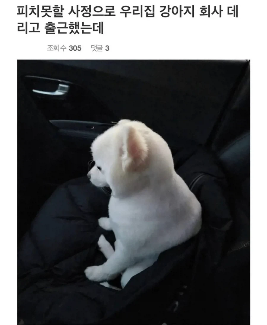 사정 있어서 강아지 데리고 출근 했는데