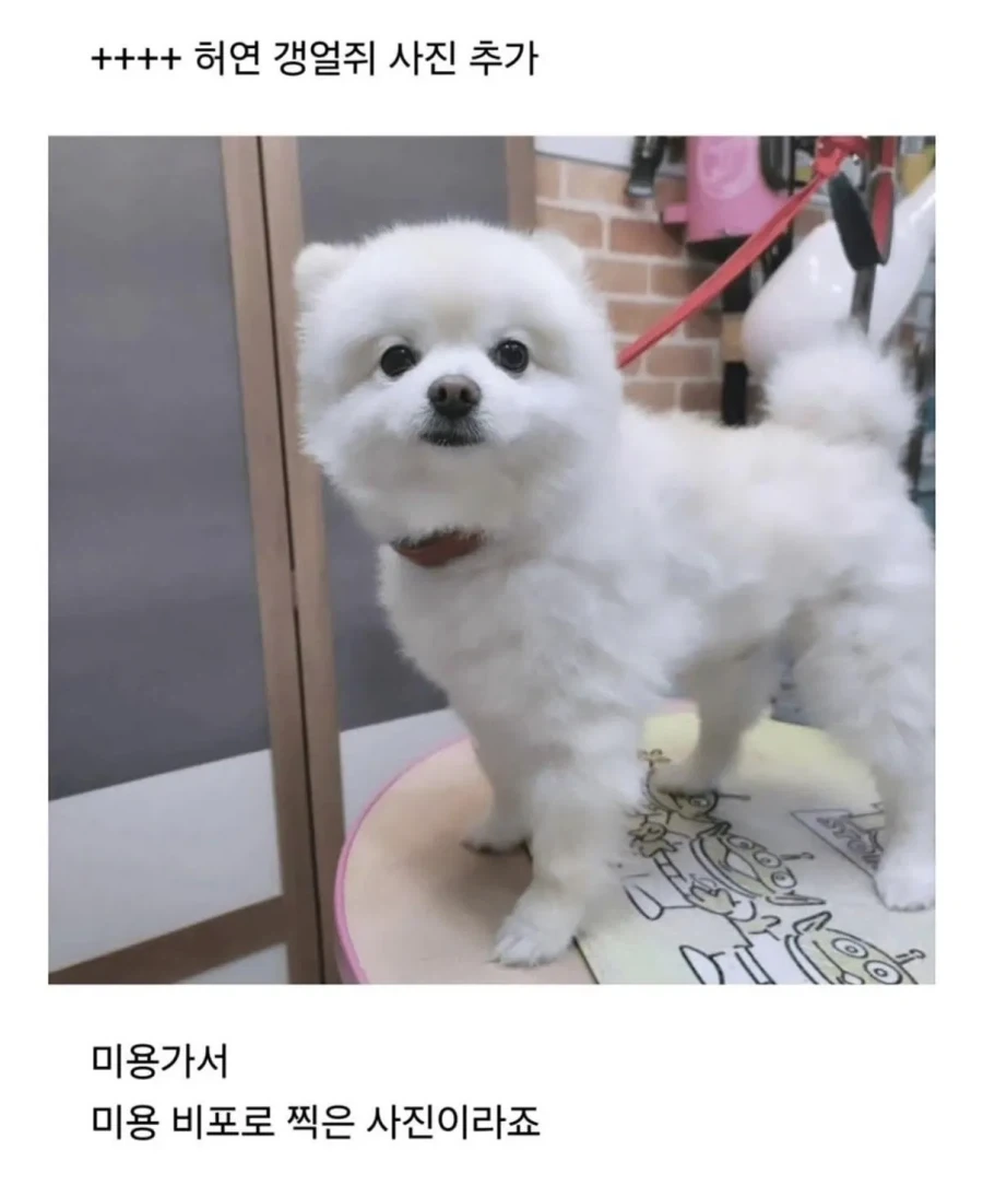 사정 있어서 강아지 데리고 출근 했는데 - 이미지 4