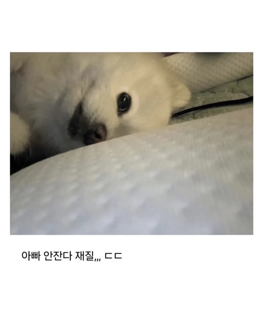 사정 있어서 강아지 데리고 출근 했는데 - 이미지 5